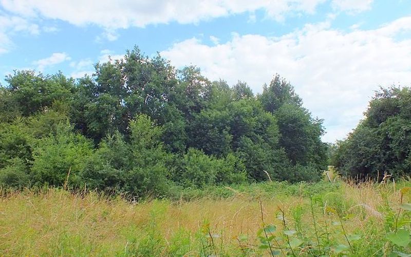 Zwangsversteigerung land- und forstwirtschaftlich genutztes Grundstück in 77966 Kappel-Grafenhausen
